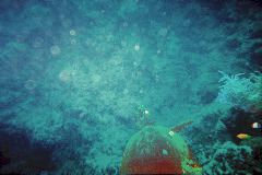 sea_turtle_0_colorenhanced