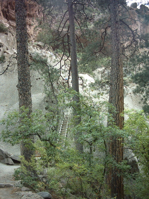 The first ladder of the long climb to Alcove House (aka Ceremonial Cave)