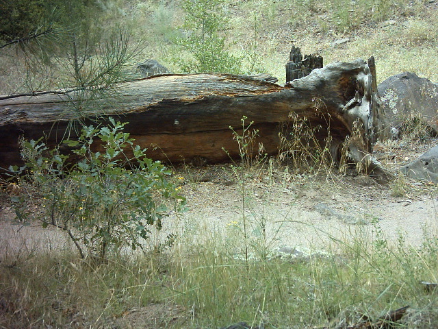 Our first rattlesnake encounter