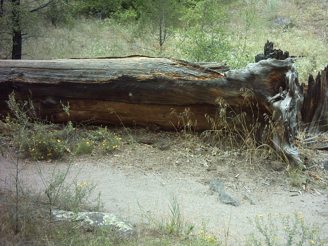 A closer view of the rattler