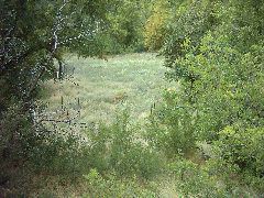 Deer in the meadow below -- doe and faun