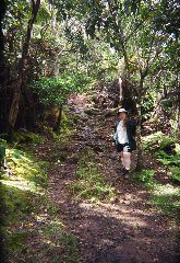 January, 2003 -- Honeymoon.  Hiking the Alakaii Swamp on Kauai