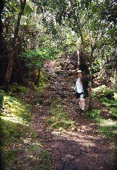 January, 2003 -- Honeymoon.  Hiking the Alakaii Swamp on Kauai
