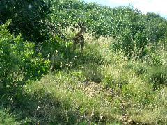Deer!  We saw a ton of wildlife: does, stags, coyotes, rabbis, birds, but I only managed to photograph this one