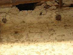 Pictographs in ancient plaster
