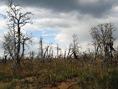 Much of the forest looks like this after the 2000 fire