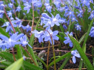 Early spring flowers at the Royal Botanical Gardens at Kew