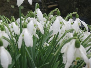 img_2517 Snow drops! Possibly the most popular flower there, in early March.