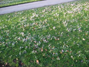 img_2537 A sample of the myriad of small flowers that randomly dotted the lawns