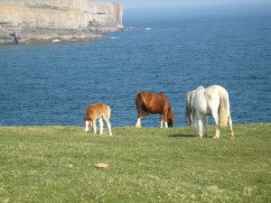 img_2957 And horses with colts. (Did I mention spring?)