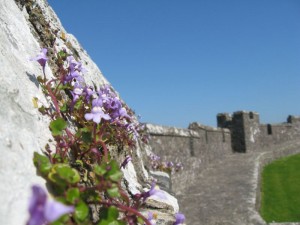 img_3037 Flowers growing from the rock of the battlements.