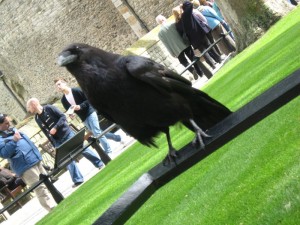 One of the Tower Ravens, on whom so much depends.