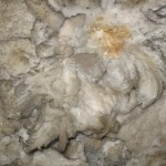 IMG_3868 A gypsum flower, close up.